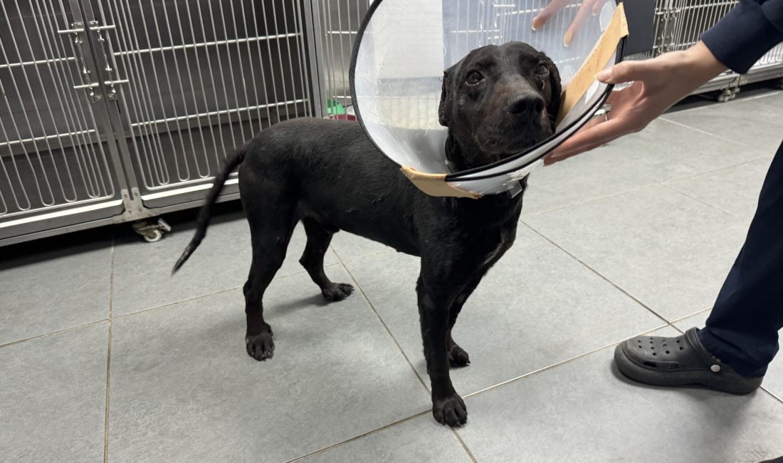 Tümör nedeniyle köpeğin kulağı ampute edildi Zonguldak’ta bir köpeğin kulağı