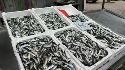 Zonguldak'ta Ramazan ayının ilk günlerde tezgahlarda olmayan balık yeniden kendini