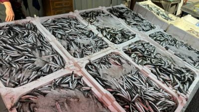 Tezgahlarda balık bolluğu