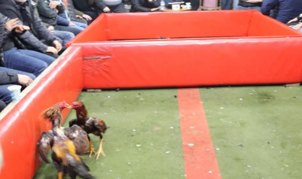 HOROZ DÖVÜŞÜ BASKINI Zonguldak'ın Çaycuma ilçesinde horoz