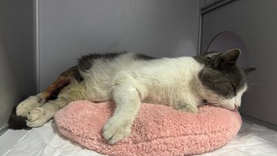 7. kattan düştü, hayata tutundu