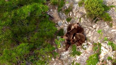 Karabük’te bir doğasever tarafından anne bozayı ve iki yavrusu dronla