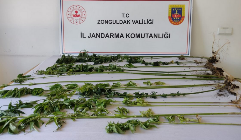 Ormanlık Alanda Kenevir Operasyonu! Zonguldak İl Jandarma Komutanlığı
