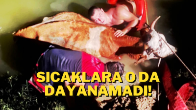 Çamura Saplanan Büyükbaş Hayvan!