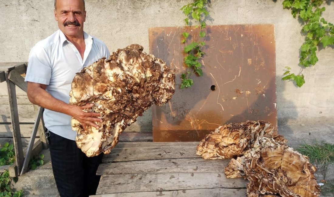 MANTAR 2 BİN LİRAYA SATILDI! Bir vatandaş ormanda bulunduğu