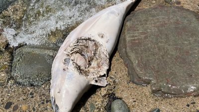 Plajda üzücü görüntü: ölü yunus kıyıya vurdu