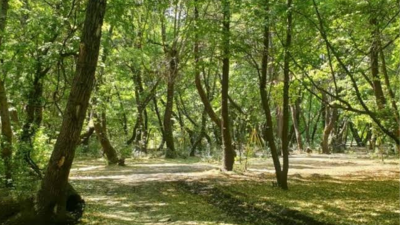 Zonguldak’ta ormanlara girişler yasaklandı