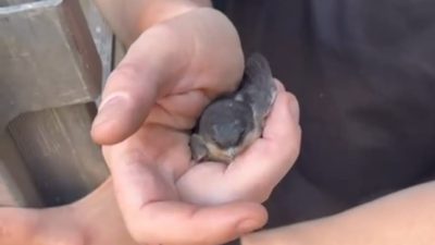 Kozlu’da ‘kuş kurtarma’ operasyonu