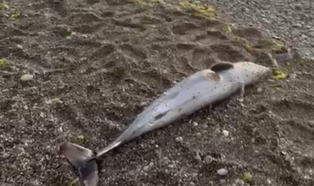 Orta Kapuz plajında ölü