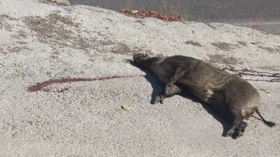 Karaelmas’ta yaban domuzu yükseklikten düşerek öldü