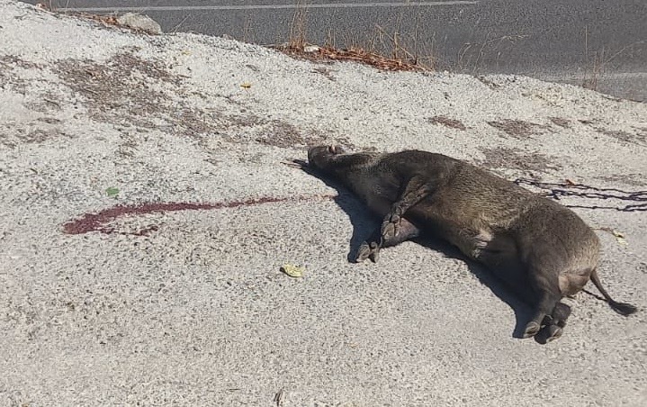 Yiyecek aramak için Zonguldak