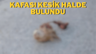 Kafası kesik halde bulundu