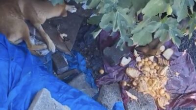 Zonguldak’ta başıboş köpekler tehlike saçıyor