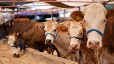 Zonguldak’ta şap alarmı!