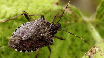 Kokarca Böceği ile mücadelede milyonluk destek talep edildi