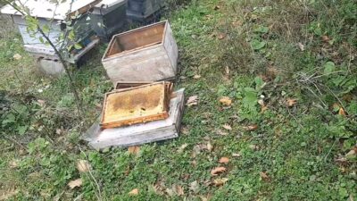 Çaycuma’da arı kovanlarına ayı saldırdı