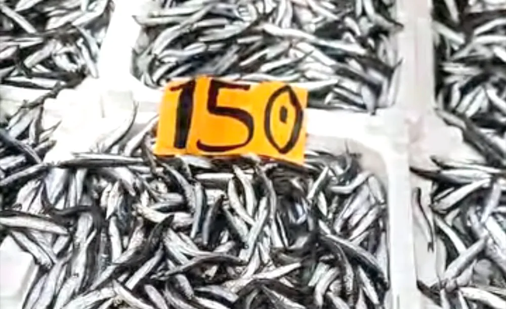 Zonguldak’ta yerli hamsi, balık