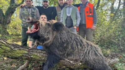 Zonguldak’ta dev domuz avlandı